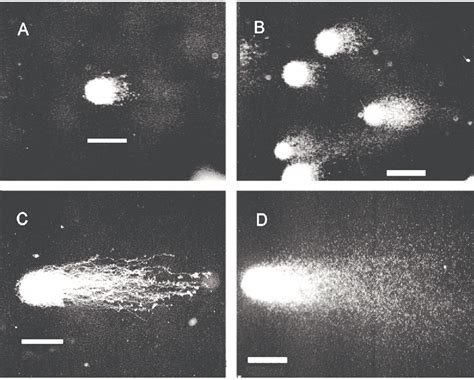 Comet tail length. (A) Cell with a short comet tail. (B) Considerable ...