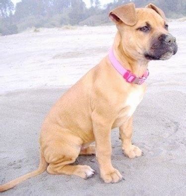 American Pit Bull Terrier Dog Breed Pictures, 5