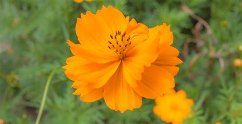 Different Types of Cosmos Flower Varieties & Best Species - EmbraceGardening