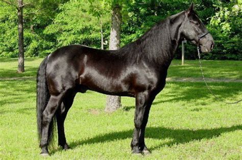 8 Cool Facts You Didn’t Know About The Tennessee Walker Horse – Horse ...