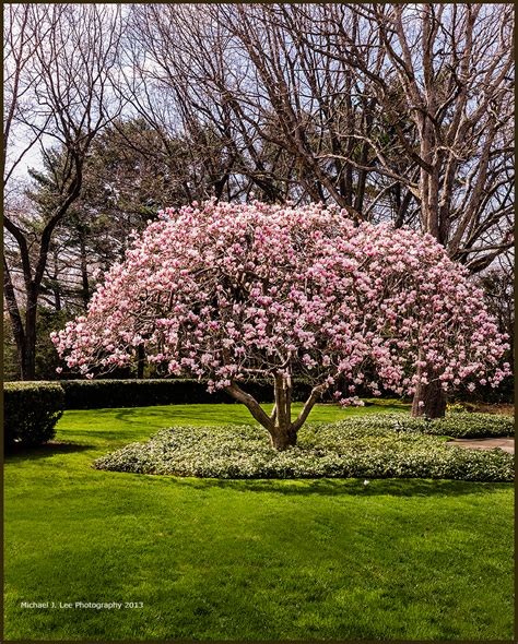 Michael J Lee Photography LLC: Magnolia Tree