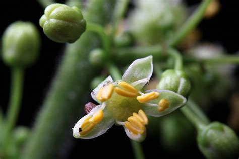 Bursera simaruba (L.) Sarg. | Plants of the World Online | Kew Science