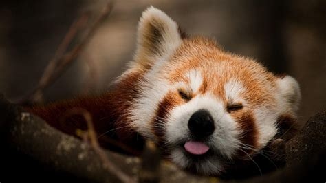 Free download Red Panda Wallpapers [1920x1080] for your Desktop, Mobile & Tablet | Explore 62 ...