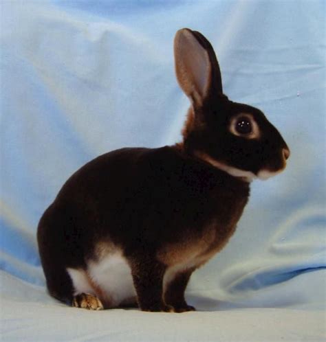 Rabbit Breeds and Colours | Cute baby bunnies, Cute animals, Pet bunny