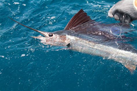 Sailfish | Stuart FL Charter Fishing - Reel Busy Charter