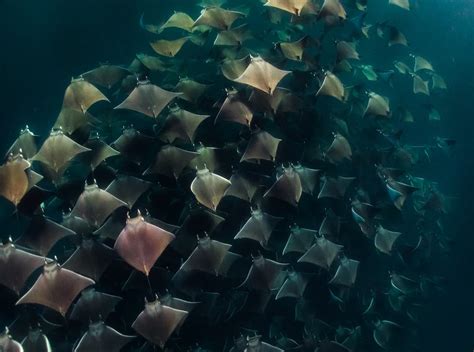 The Ultimate Guide to Mexico's Mobula Rays - Dive Into Mexico