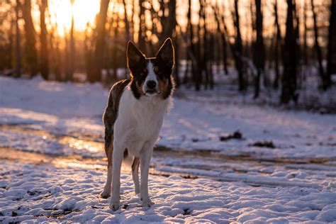 White Samoyed Dog in Snow · Free Stock Photo