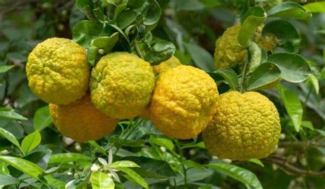 bergamot orange tree purchase price + picture - Arad Branding