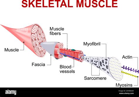 Skeletal Muscle Fiber