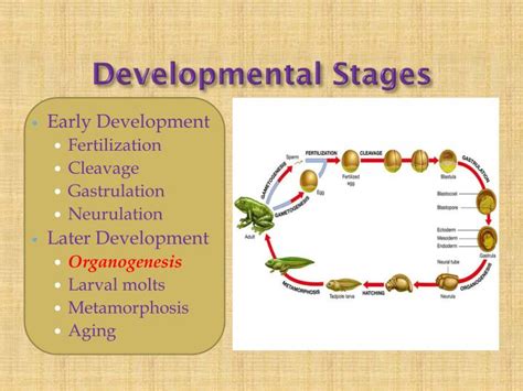 PPT - ORGANOGENESIS PowerPoint Presentation - ID:4780447