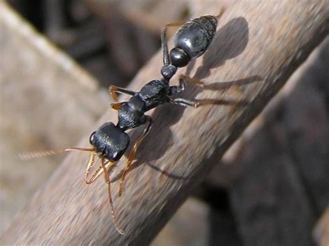 Australian Jack Jumper Ant Facts - Controlling Jack Jumper Ants Near ...