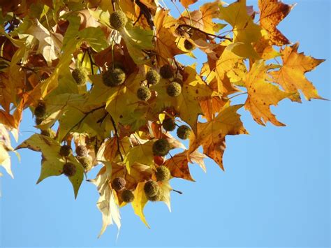 The mysterious history of the London plane tree | Trees for Cities