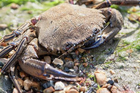 Velvet Crab Photograph by Static Wanderer