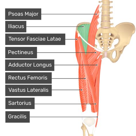 Iliacus muscle: origin, insertion and action | GetBodySmart