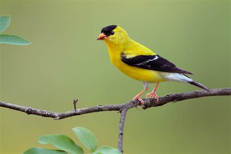 American Goldfinch Facts, Habitat, Diet, Life Cycle, Pictures