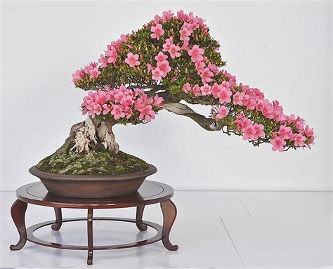 Add Color To Your Lawn With A Blooming Outdoor Bonsai - Bonsai Outlet