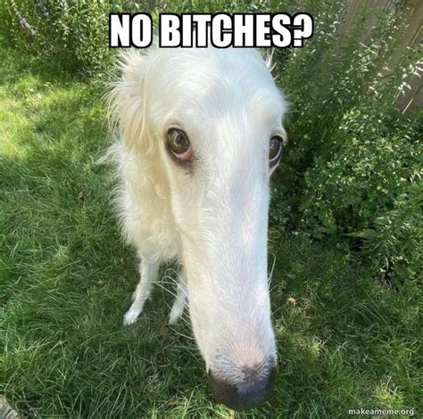 Pin by sophia on when she sucking on your nuts and you a gangsta | Long face dog, Borzoi dog ...