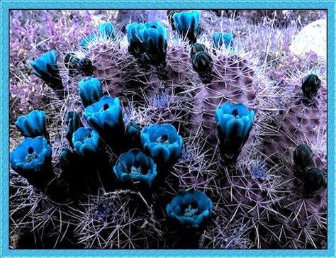 blue cactus flowers | Flowers | Pinterest