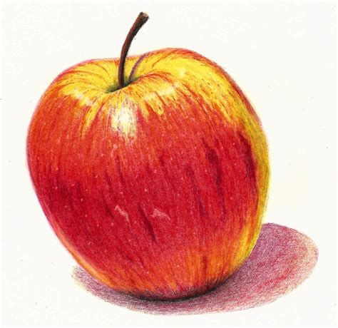 Realistic Apple Drawing Colour