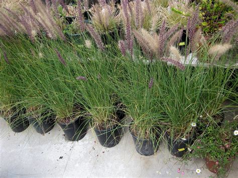 Pennisetum setaceum -- Nursery Survey | Flickr