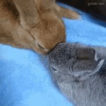 Angry Bunny GIFs | Tenor