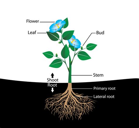 Diagram Of Flowering Plants