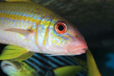 Yellowfin goatfish stock image. Image of diving, coastal - 66794959