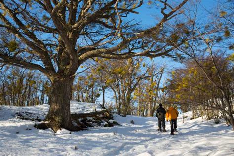 Ushuaia: Winter Tierra del Fuego Hiking and Canoeing Tour | GetYourGuide