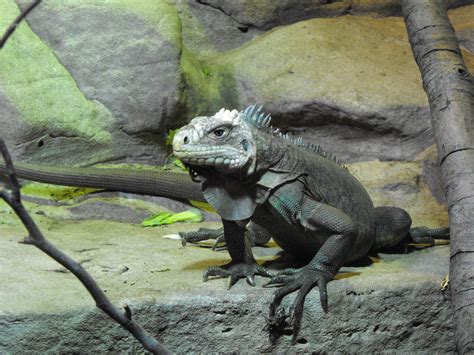 Zoos with the rarest / most endangered iguanas - ZooChat