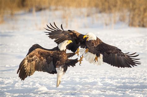 SOARING BALD EAGLE OVER FROZEN TUNDRA, Northern Utah - RobsWildlife