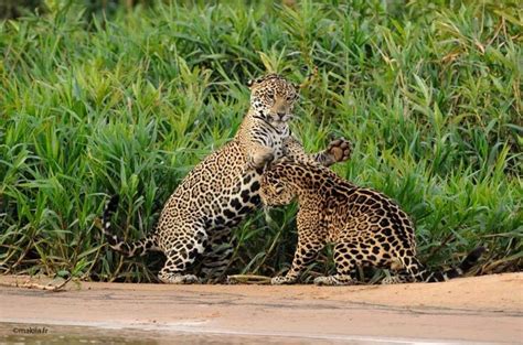 Jaguars- Pantanal- Brasil