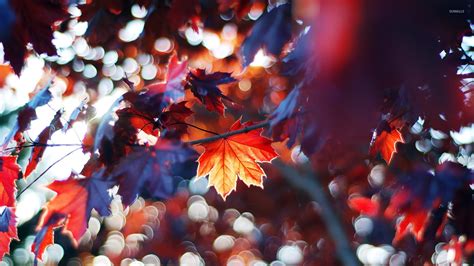 Autumn leaves [9] wallpaper - Photography wallpapers - #15141