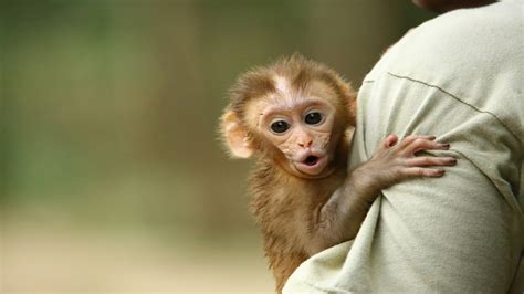 Baby Pigtail Macaque