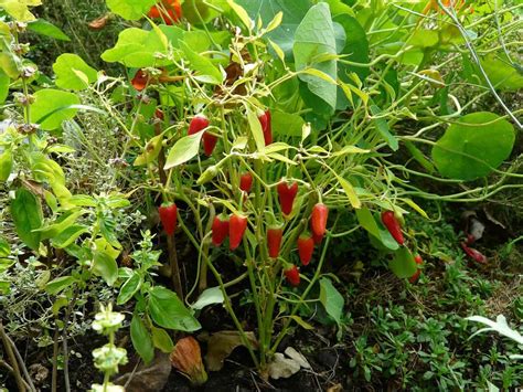 How to Grow Paprika Peppers - Gardening Channel