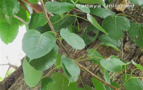 Thailand’s Sacred Fig Tree | Pattaya Unlimited