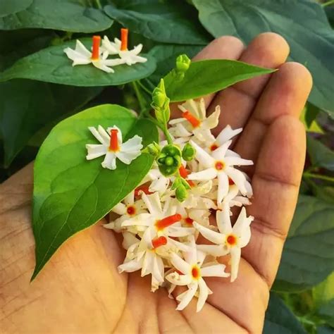 Parijat Tree, Parijatak, Night Flowering Jasmine | Pavizha Malli - Plant - Jiffy Plants