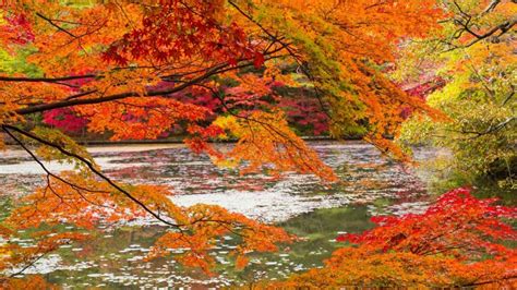 Yellow Red Green Leafed Tree Branches Above Calm River With Reflection Nature HD desktop ...