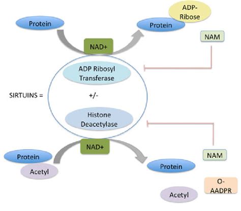 Sirtuins are NAD?-dependent enzymes with HDAC and/or ADPRT activity. In... | Download Scientific ...