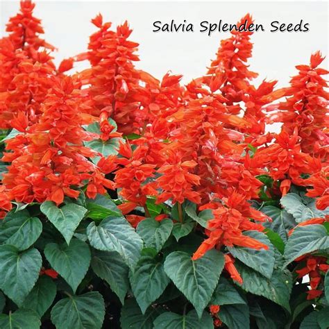 100pcs Salvia Splenden Flower Seed for Planting Benih Bunga Salvia Dwarf Scarlet Flower Seeds ...