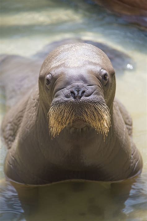 SeaWorld Orlando welcomes its first baby walrus born in captivity | Blogs