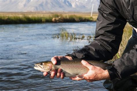 Fly Fishing on the Owyhee River | Trout Lie