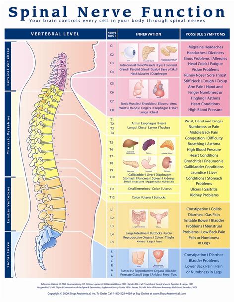 Nerve Root Innervation Chart Nerve Root Distribution Chart Spinal Nerve ...