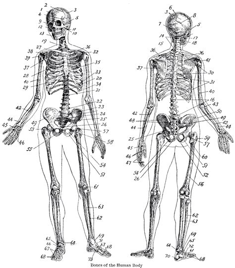 Vintage Anatomy Skeleton Images - The Graphics Fairy