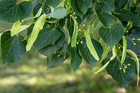 Identifying American Basswood Trees