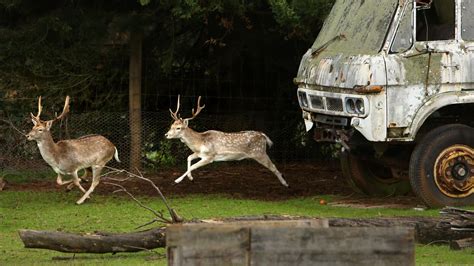 Deer numbers Victoria: New culling plan to reduce numbers | Herald Sun