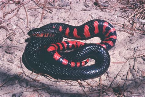 Snakes of Louisiana | Louisiana Department of Wildlife and Fisheries ...