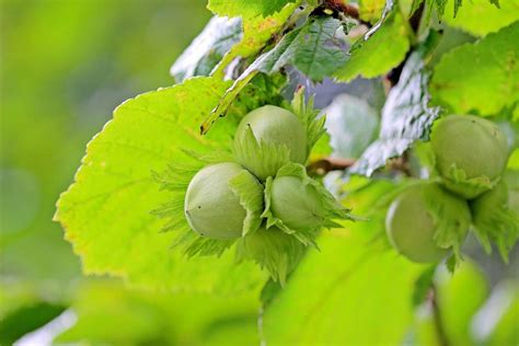 Hazelnut Farming, Cultivation, And Production | Agri Farming