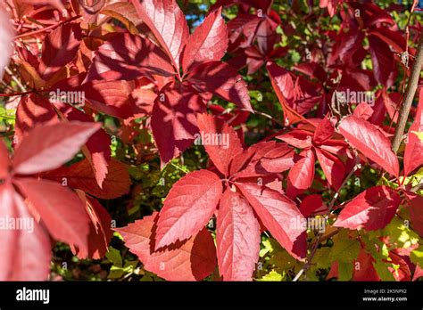 Virginia creeper (Parthenocissus quinquefolia) in vibrant fall color on a sunny autumn day Stock ...