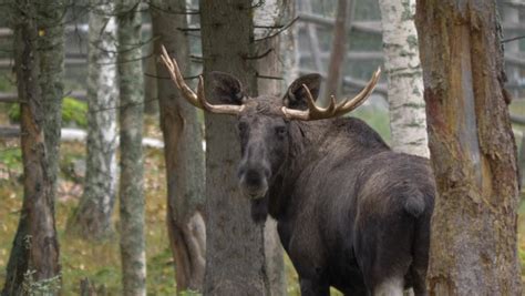 big bull moose giant antlers looking Stock Footage Video (100% Royalty ...