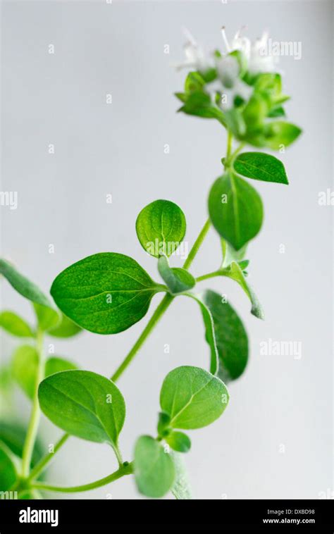 Origanum vulgare plant hi-res stock photography and images - Alamy